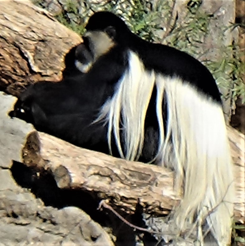 Kikuyu colobus monkey