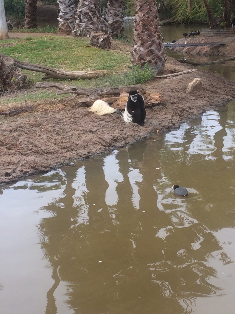 Kikuyu Colobus monkey