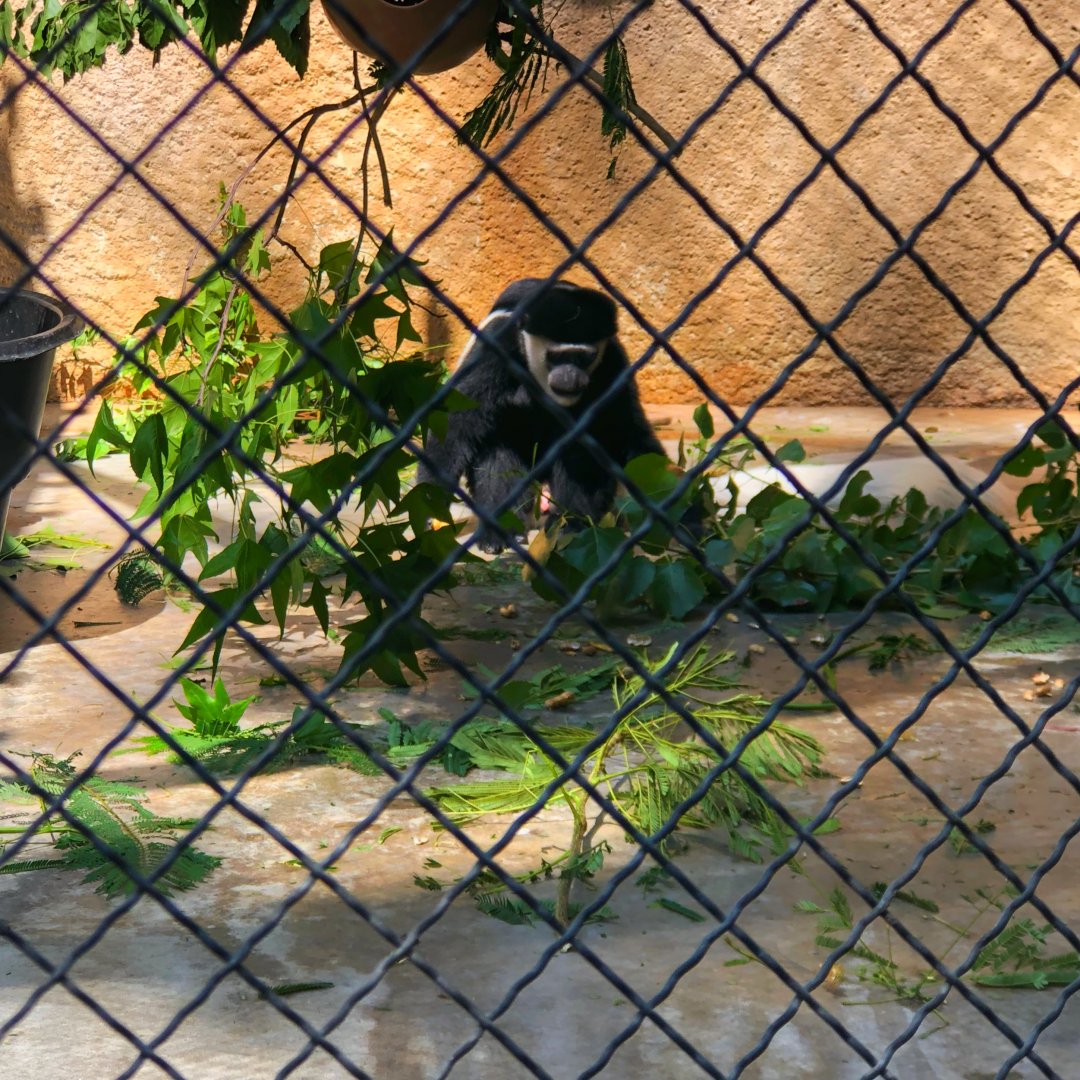 Kikuyu Colobus Monkey