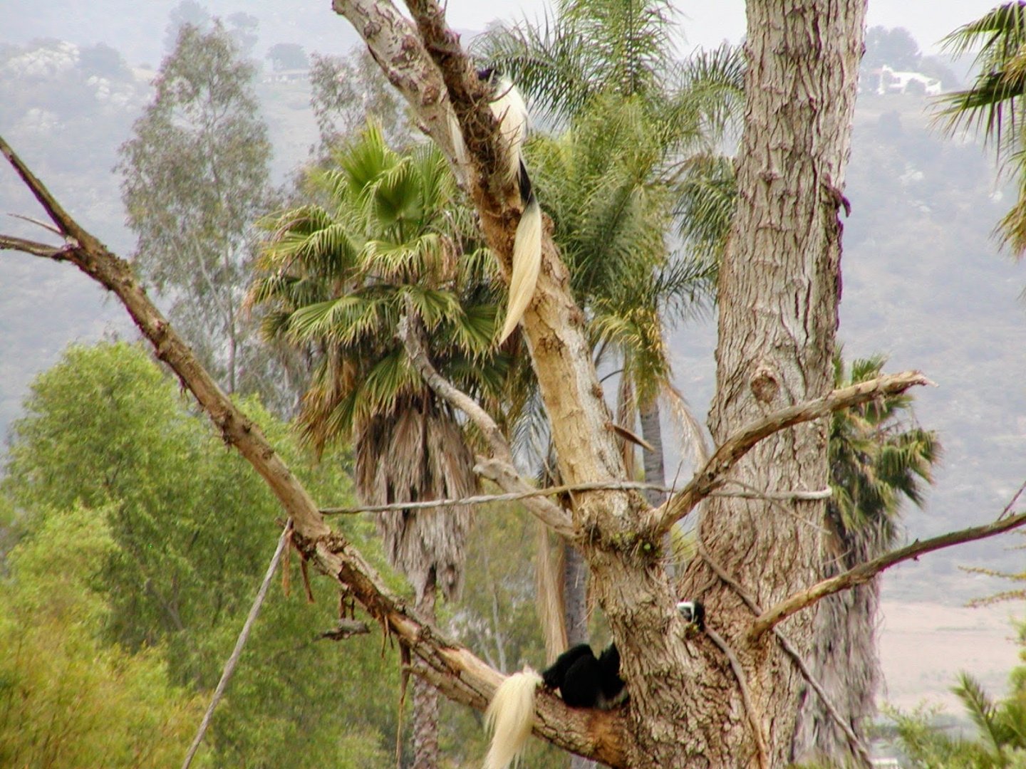Kikuyu Colobus Monkey