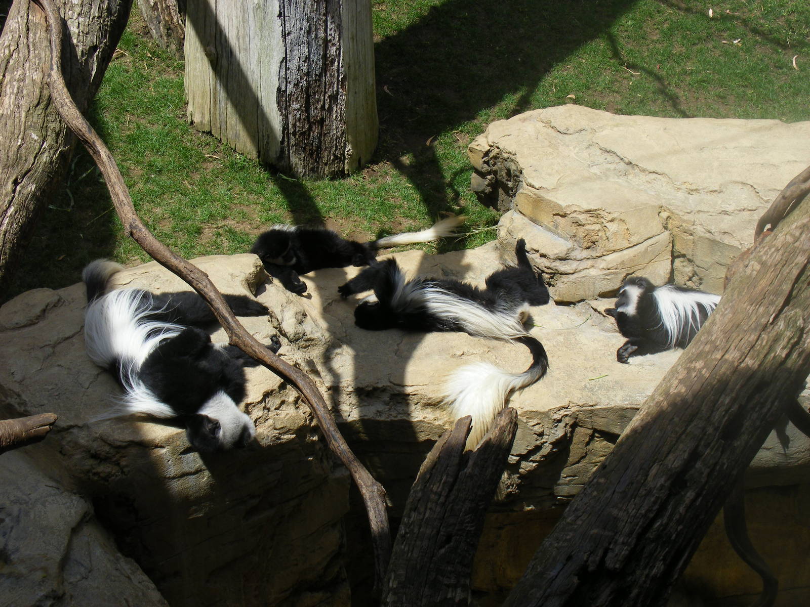 Kikuyu colobus monkeys at Fuengirola Zoo, 30 April 2009