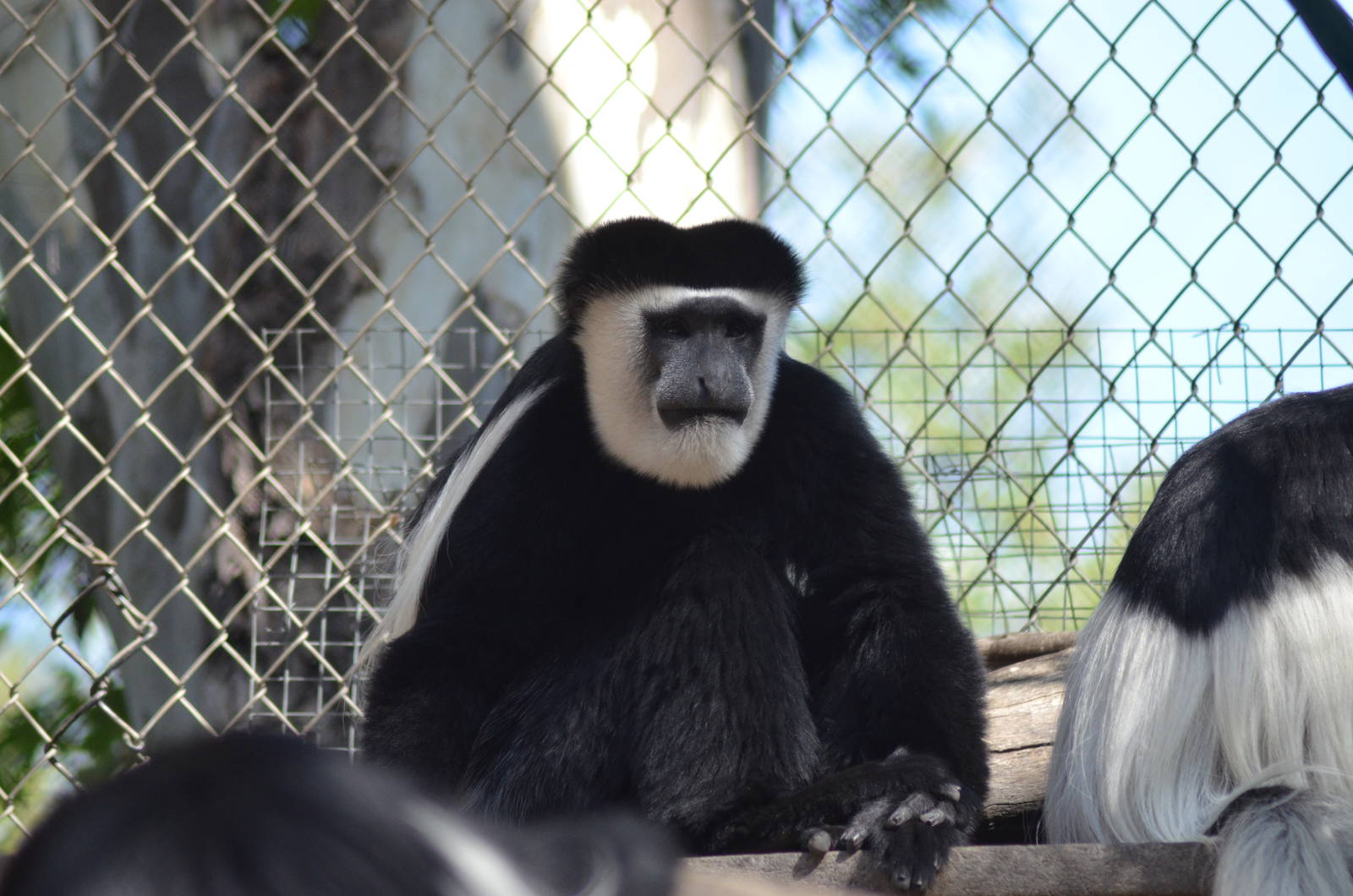 Kikuyu Colobus Monkeys