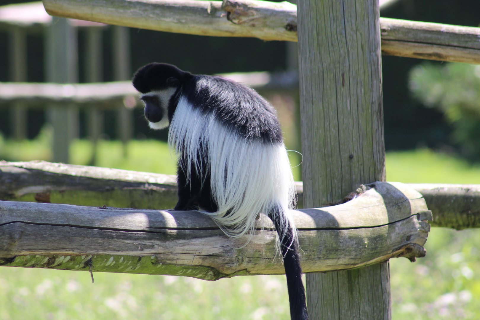Kikuyu Colobus