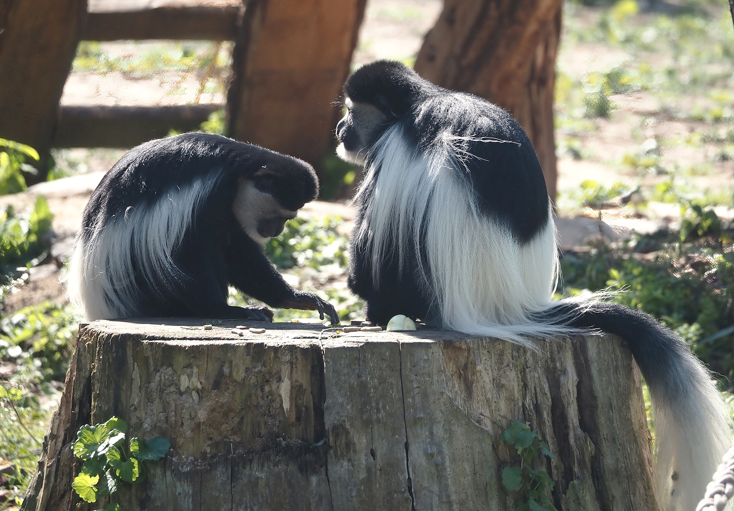 Kikuyu Colobuses (Colobus guereza kikuyuensis), 2024-09-17