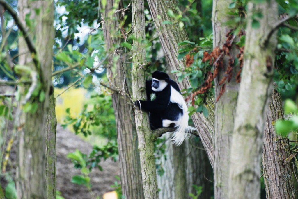 Kikuyu Guereza at Pairi Daiza, 31/08/14