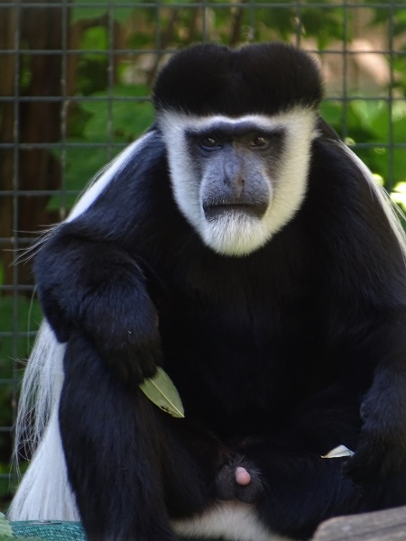 Kikuyu Guereza (Colobus guereza kikuyuensis) (07/22)