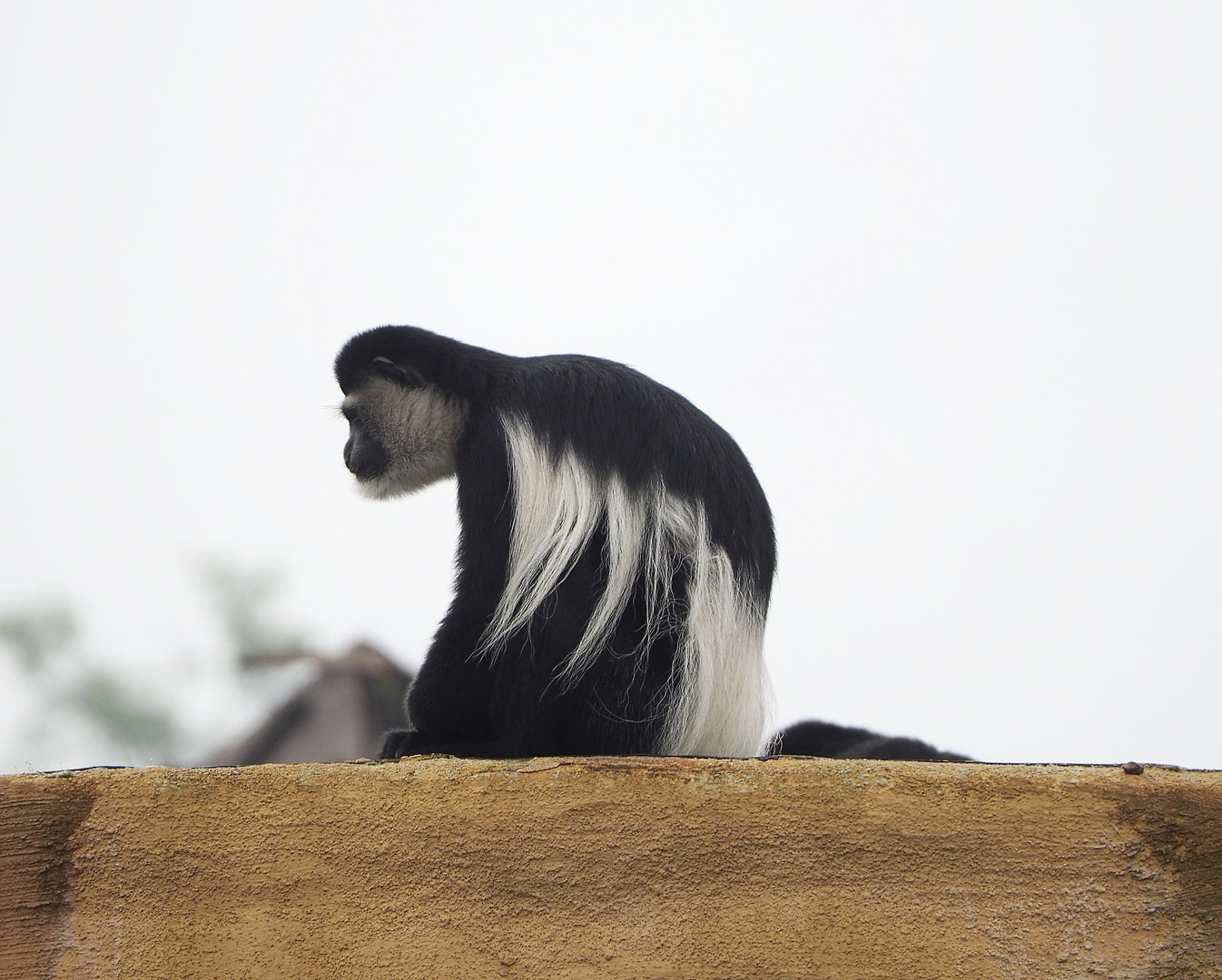 Kikuyu guereza (Colobus guereza kikuyuensis), 2022-09-15