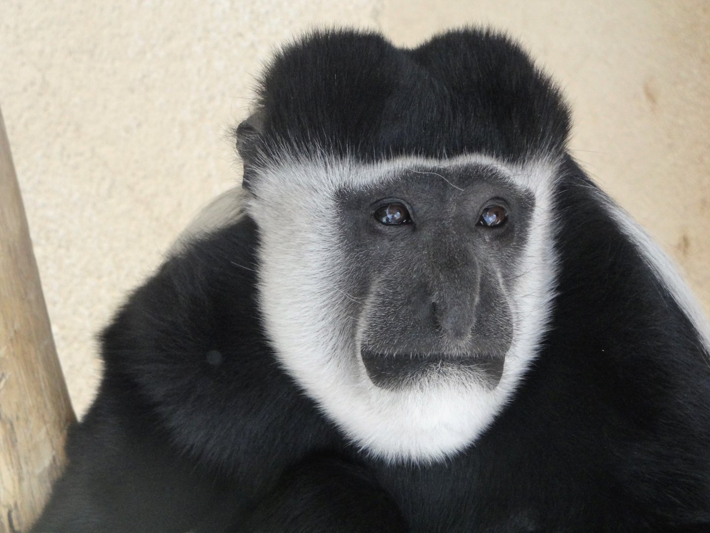 Kikuyu Guereza (Colobus guereza kikuyuensis)