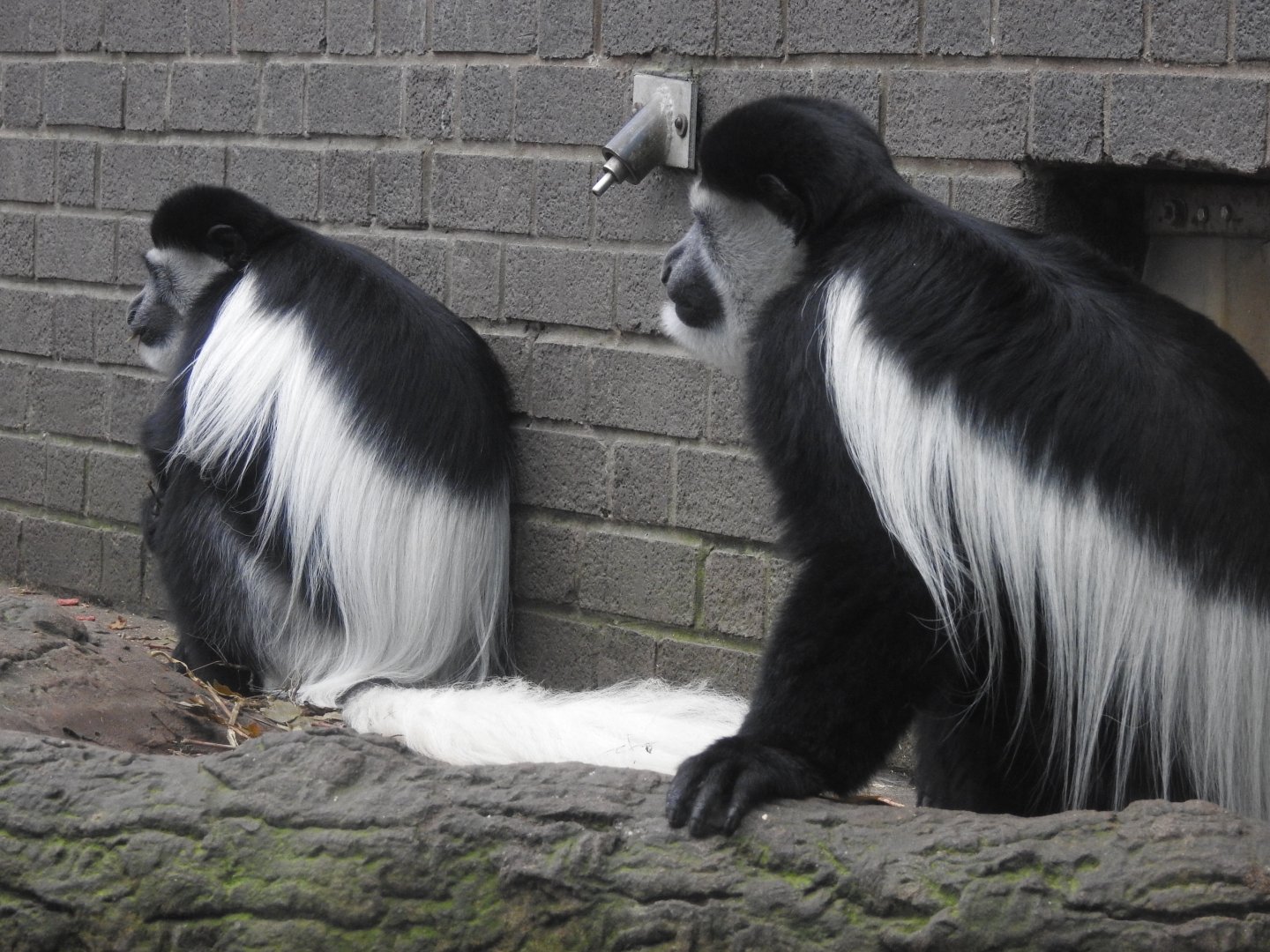 Kikuyu Guereza (Colobus guereza kikuyuensis)