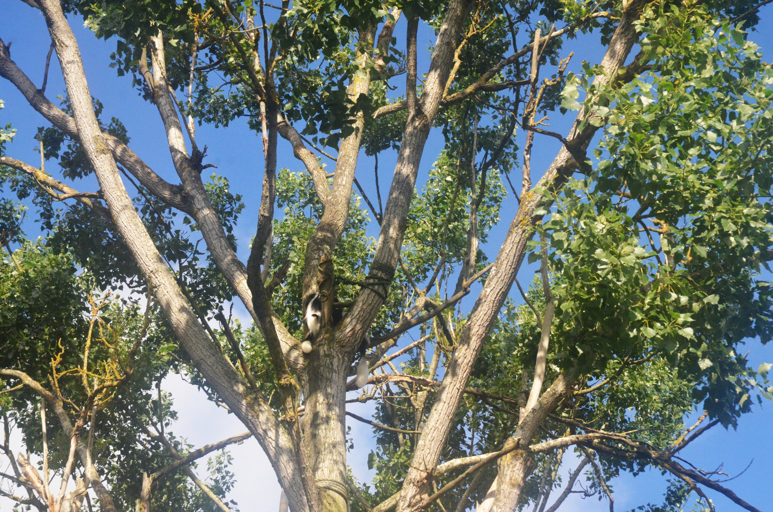 Kikuyu Guereza Enclosure at Beauval, 12/06/18