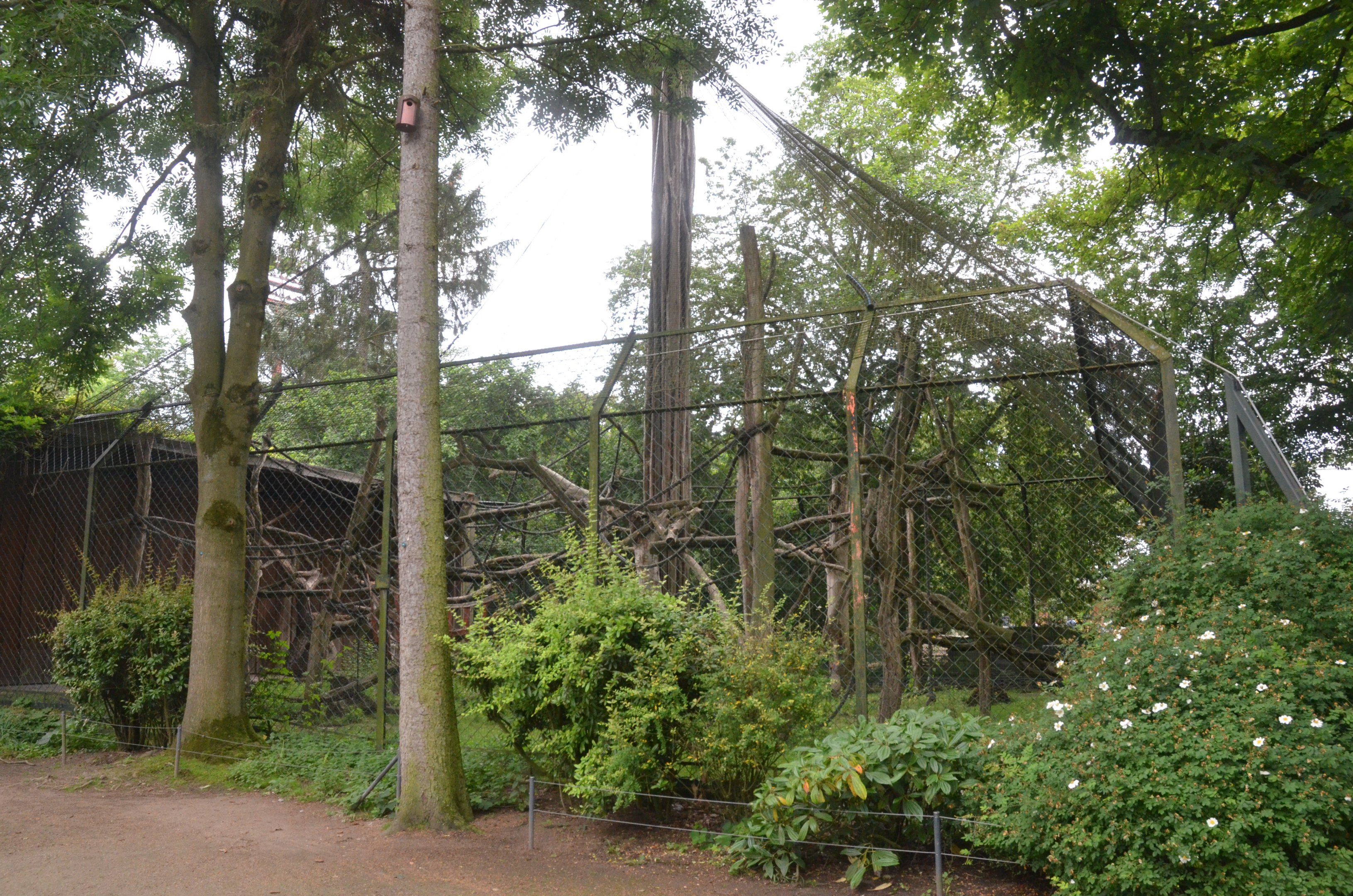 Kikuyu Guereza Enclosure at Krefeld, 15/06/19