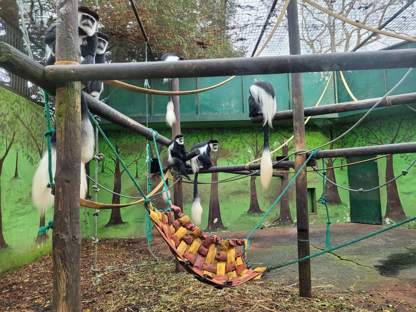 Kikuyu guereza exhibit -Zoo de Santillana del Mar (2023)
