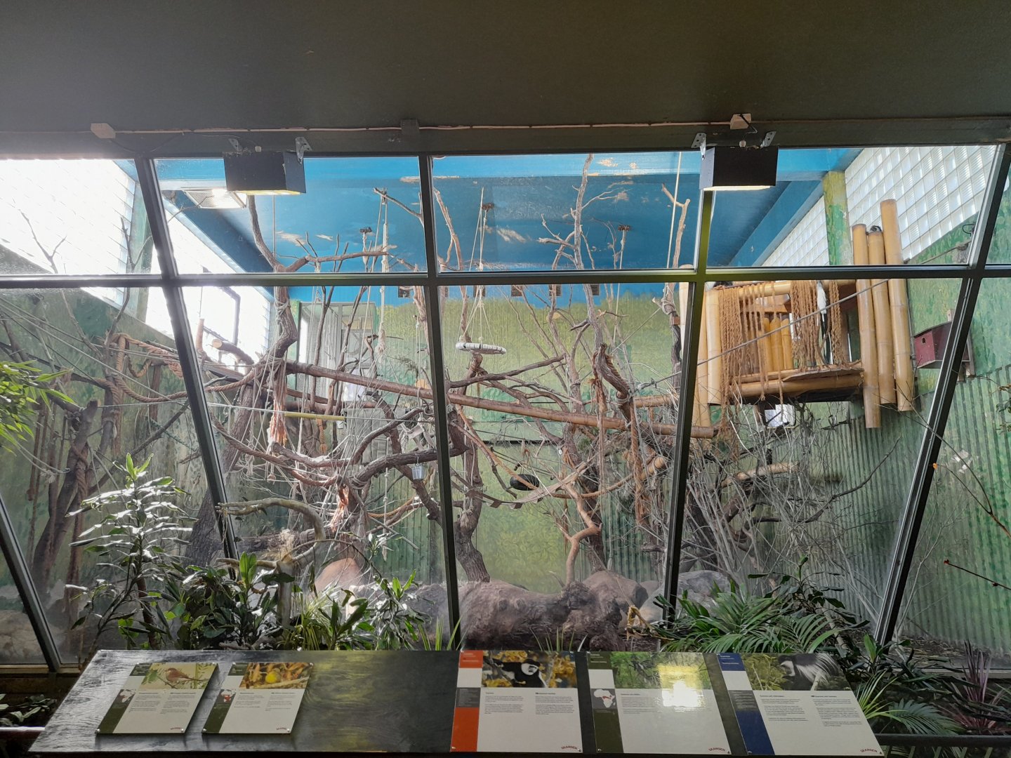 Kikuyu guereza indoor enclosure