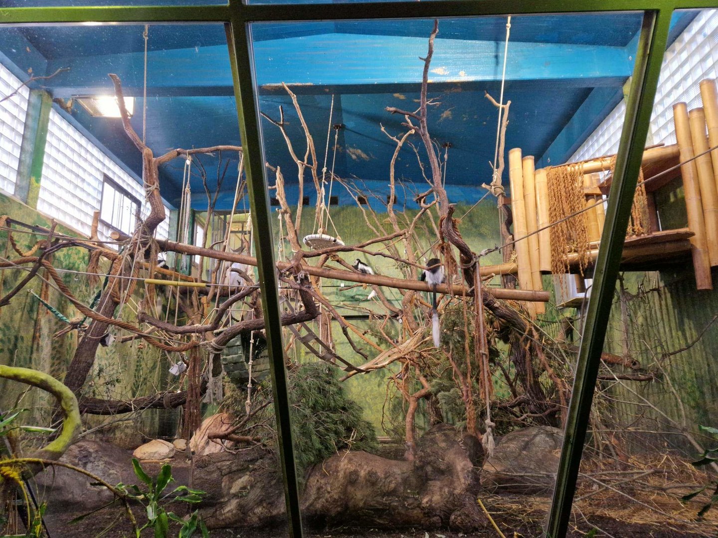 Kikuyu Guereza indoor exhibit