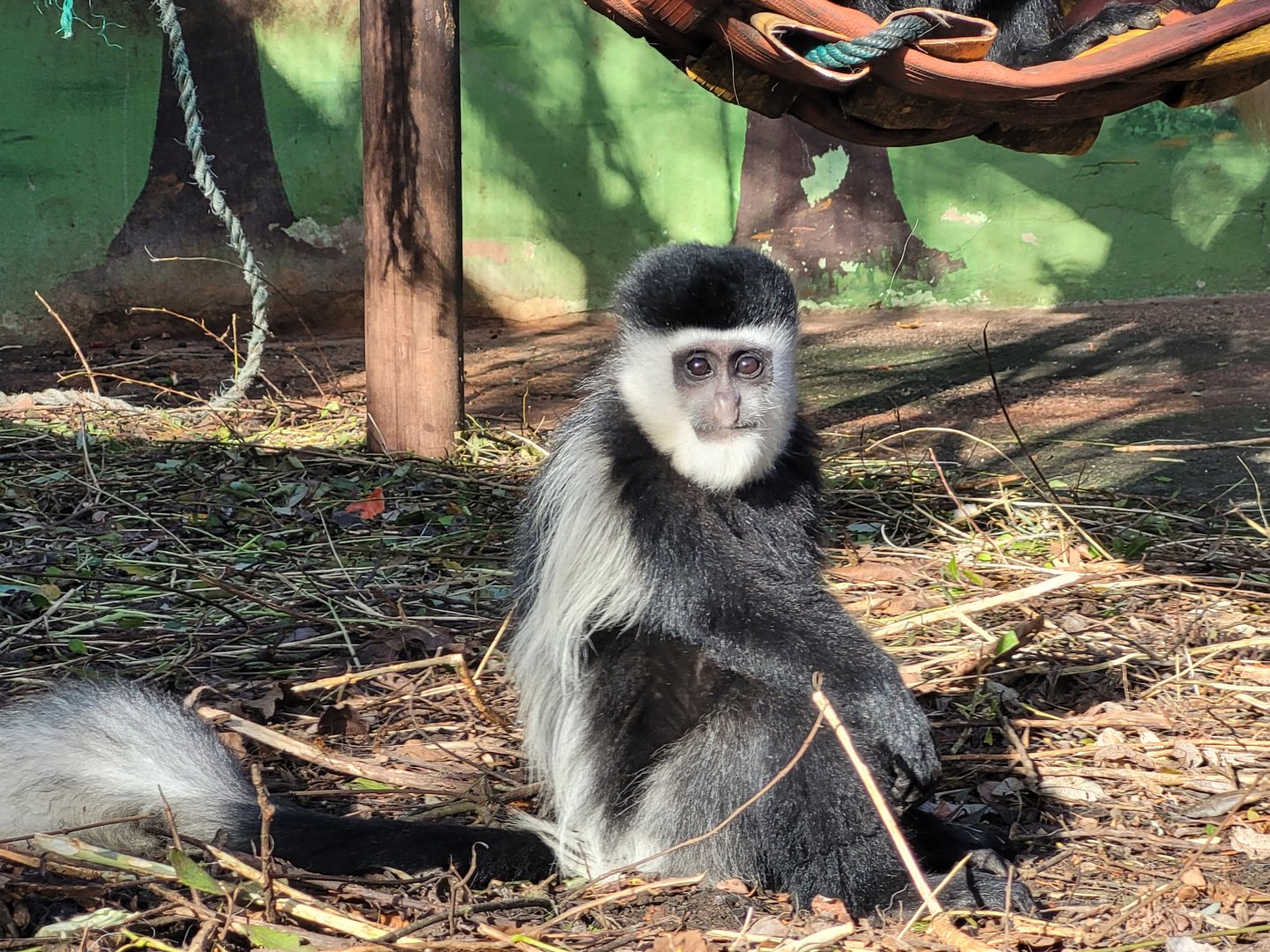 Kikuyu guereza -Zoo de Santillana del Mar (2023)