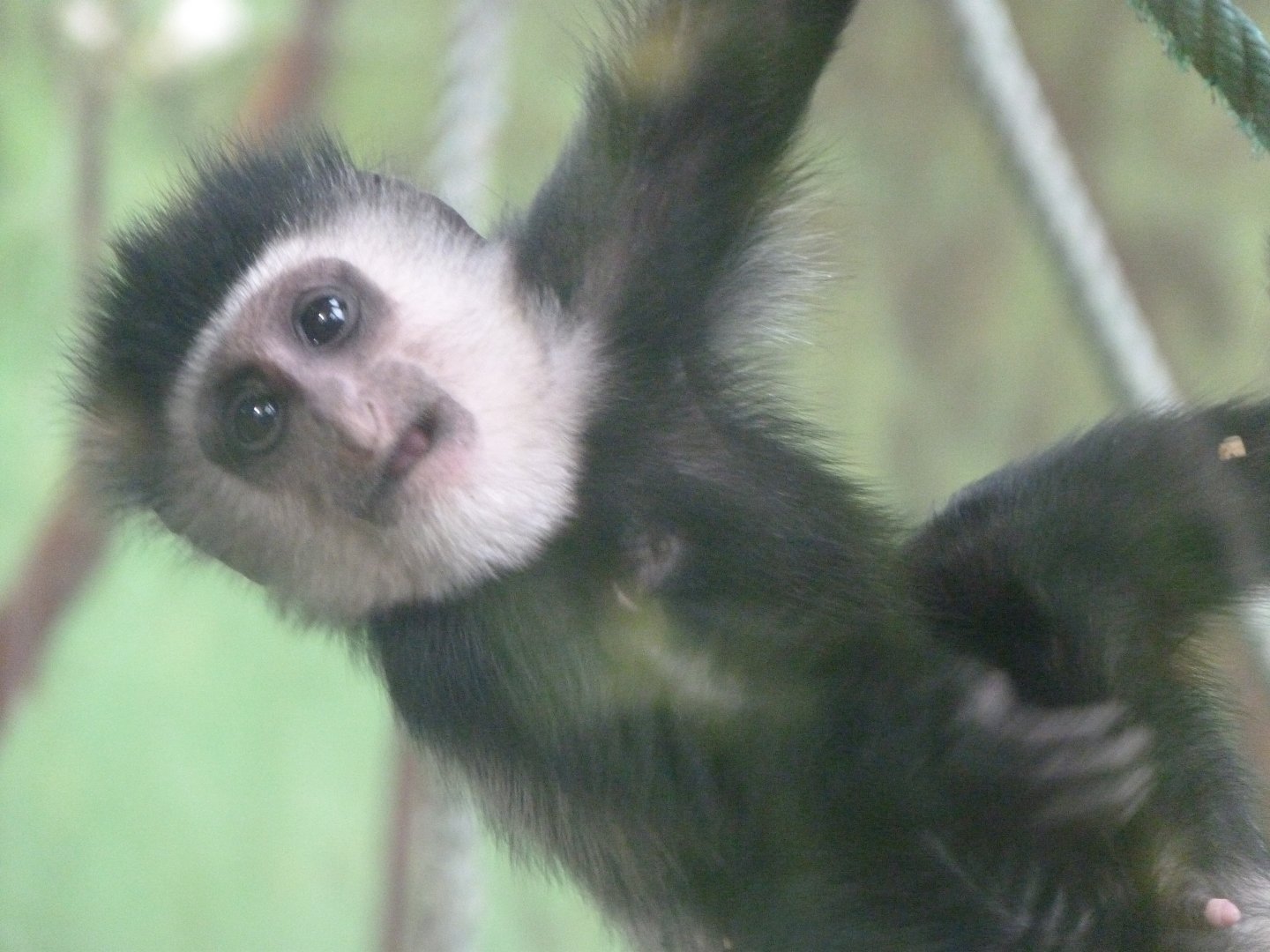Kikuyu guereza -Zoo de Santillana del Mar (2024)