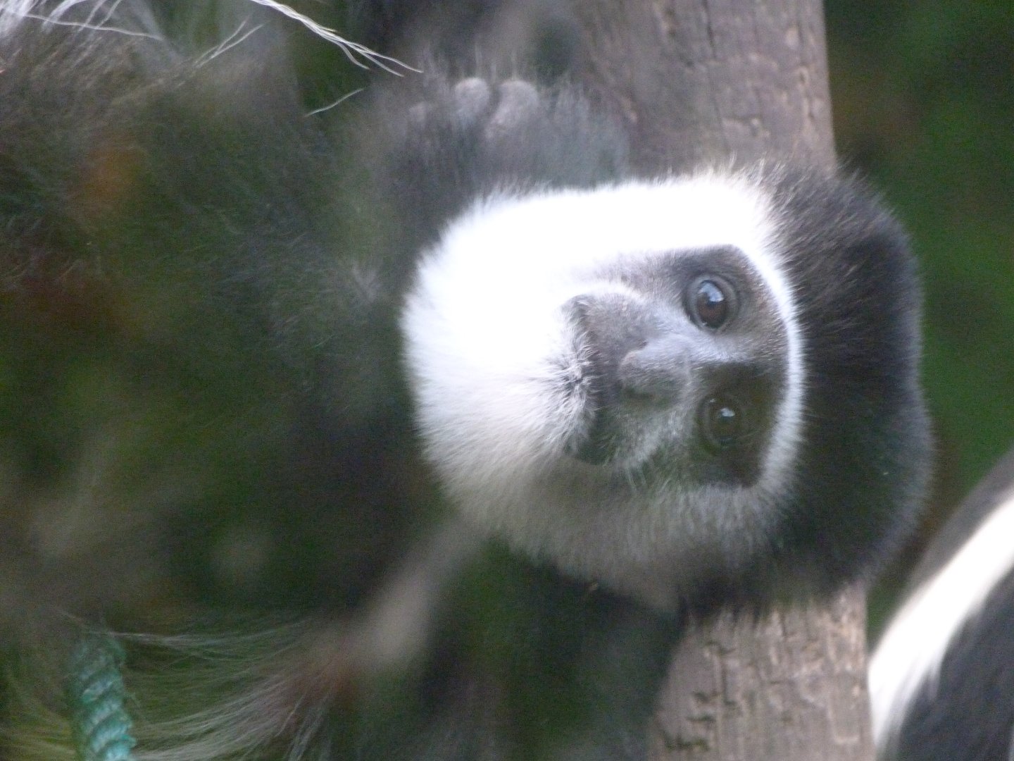 Kikuyu guereza -Zoo de Santillana del Mar (2024)