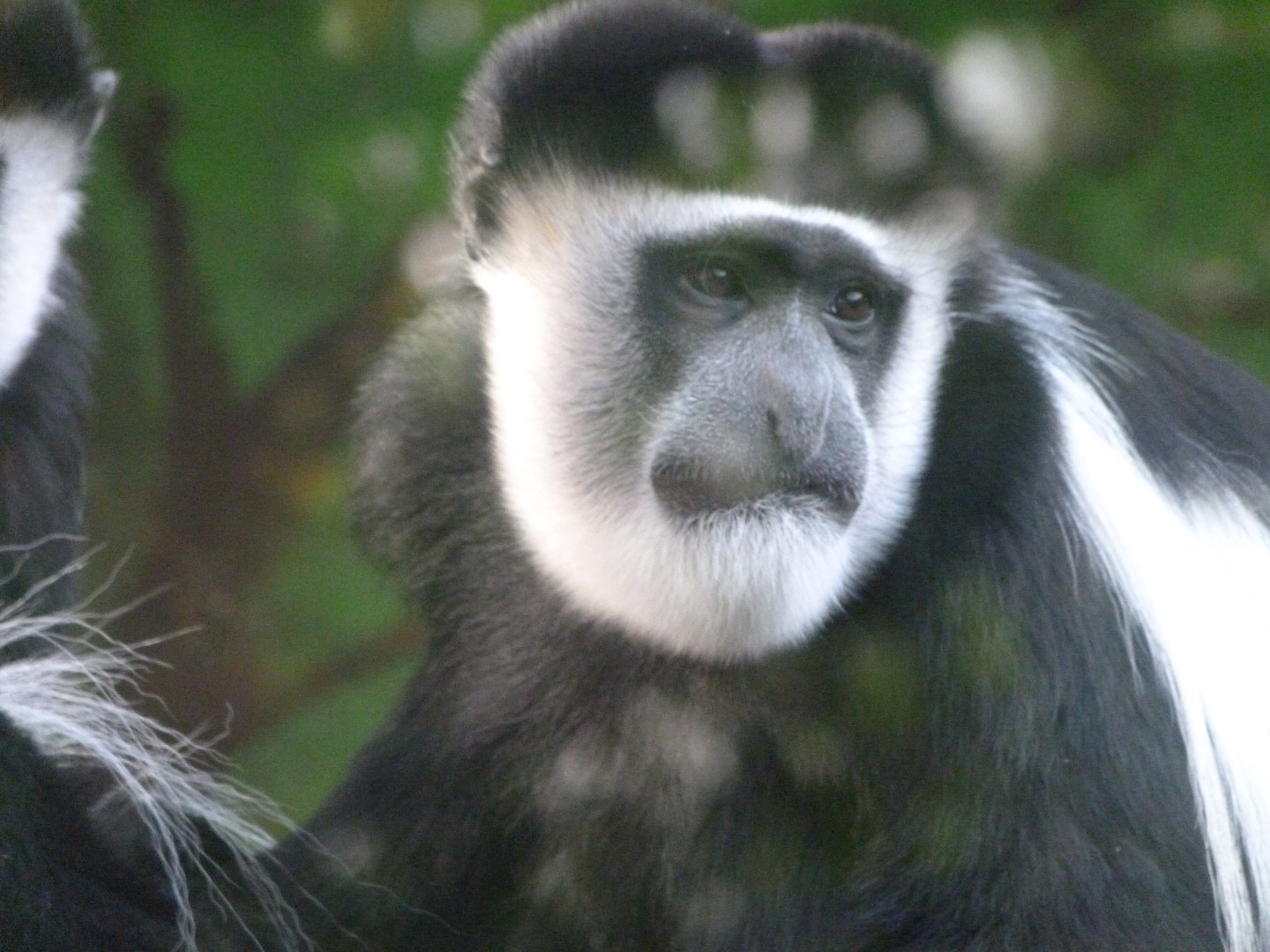 Kikuyu guereza -Zoo de Santillana del Mar (2024)