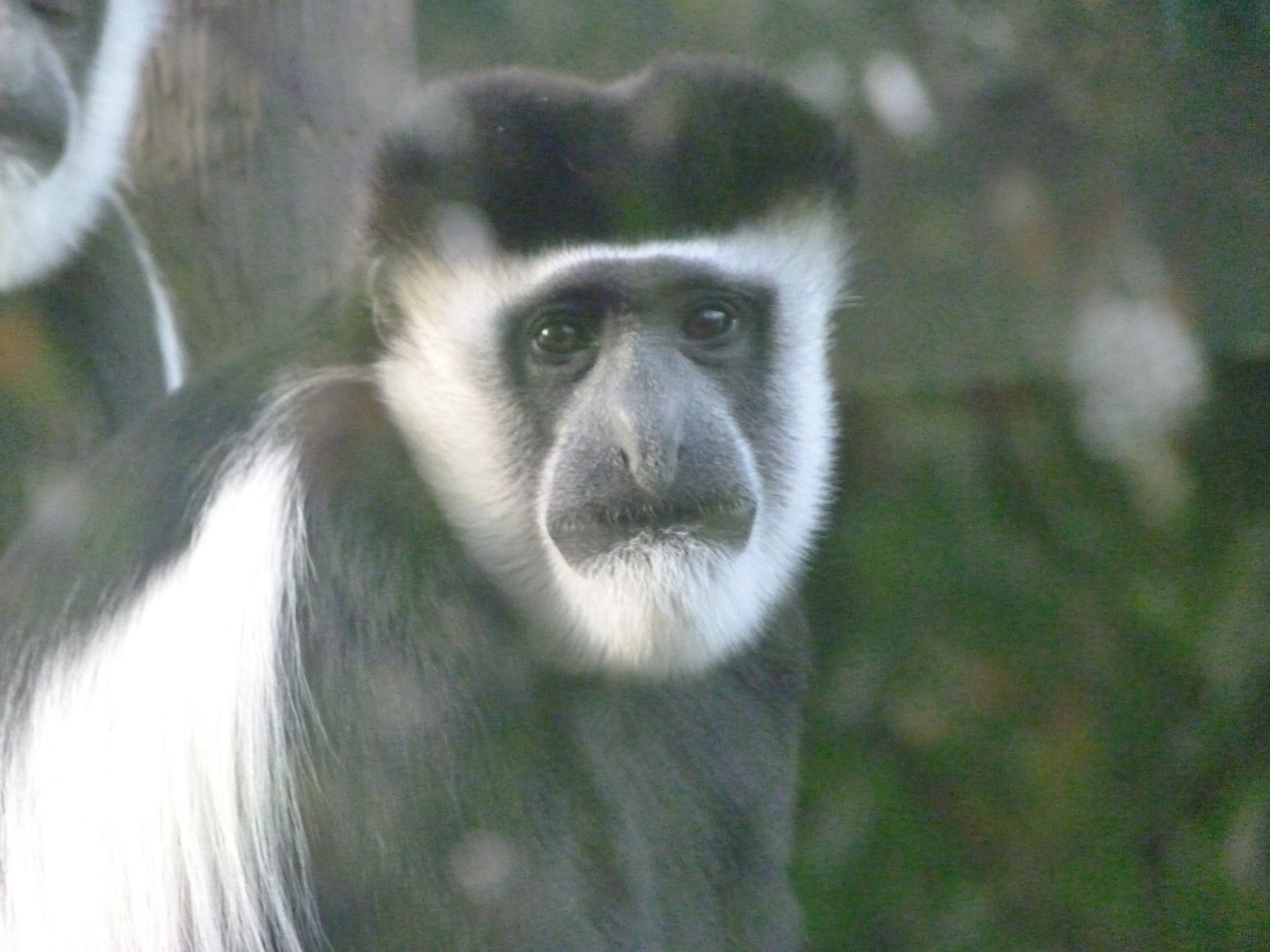 Kikuyu guereza -Zoo de Santillana del Mar (2024)