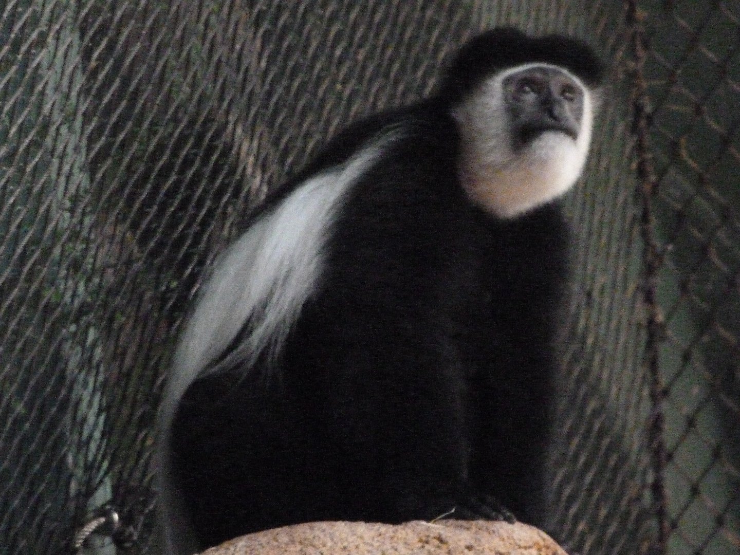 Kikuyu guereza -Zoo Praha (2025)