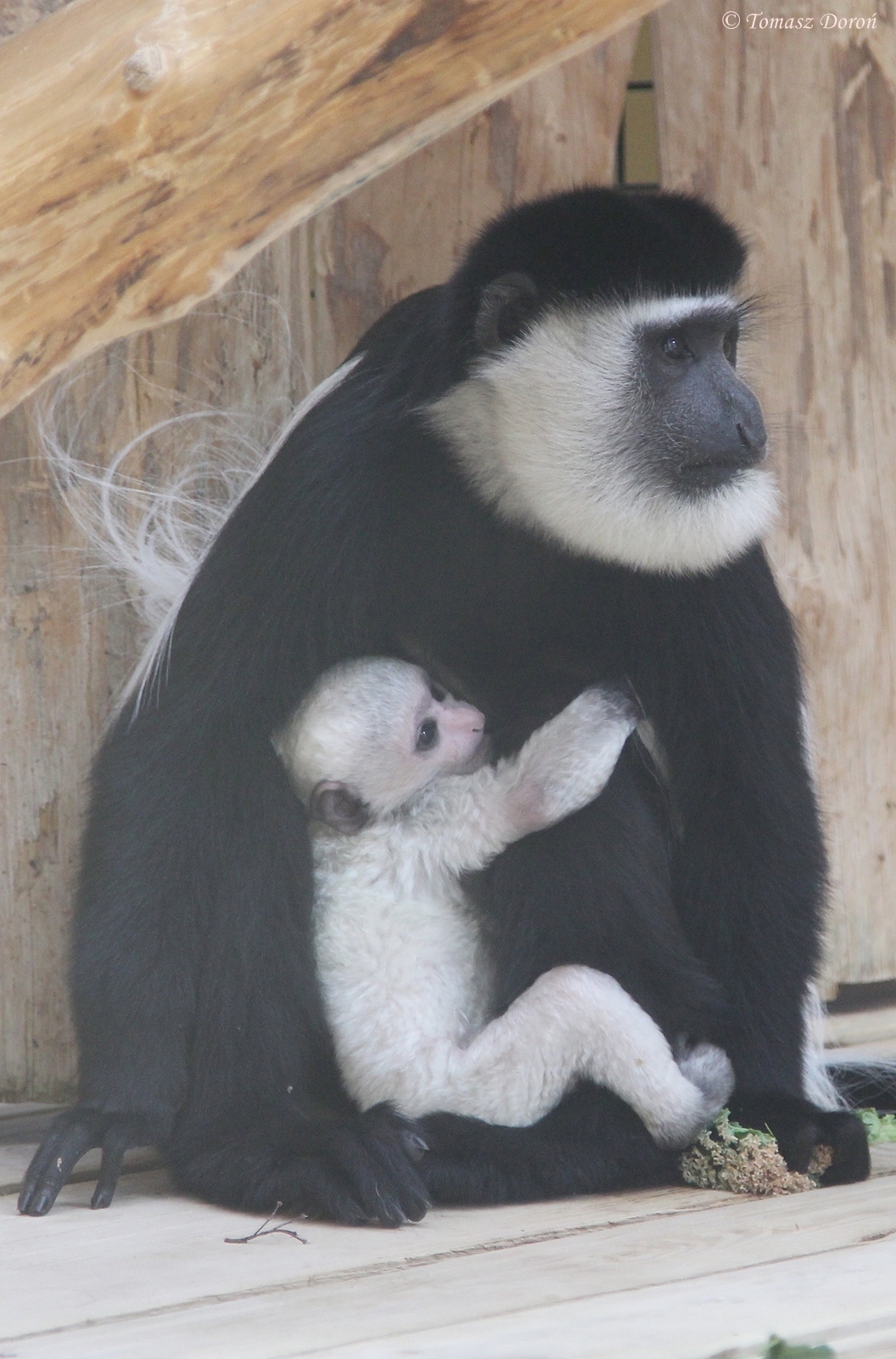Kikuyu Mantled Guereza (Colobus guereza kikuyuensis) female with young