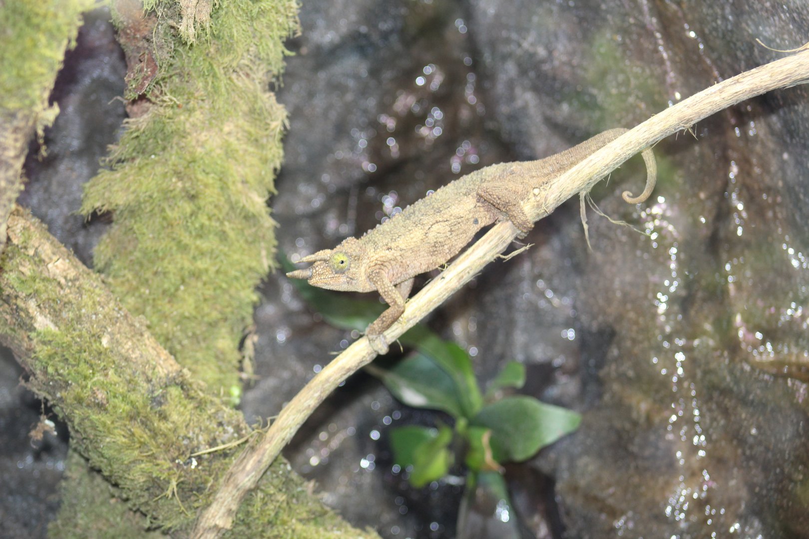Kikuyu Three-Horned Chameleon