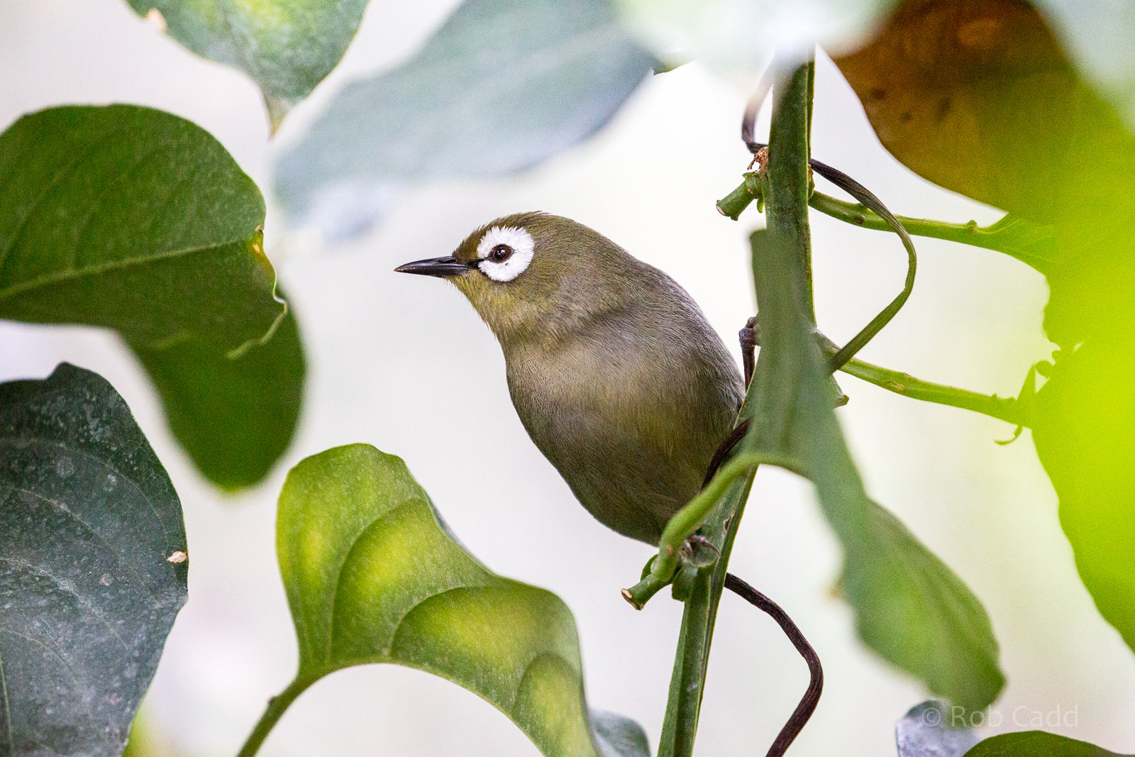 Kikuyu white-eye : Cotswold WP : 26 Mar 2015
