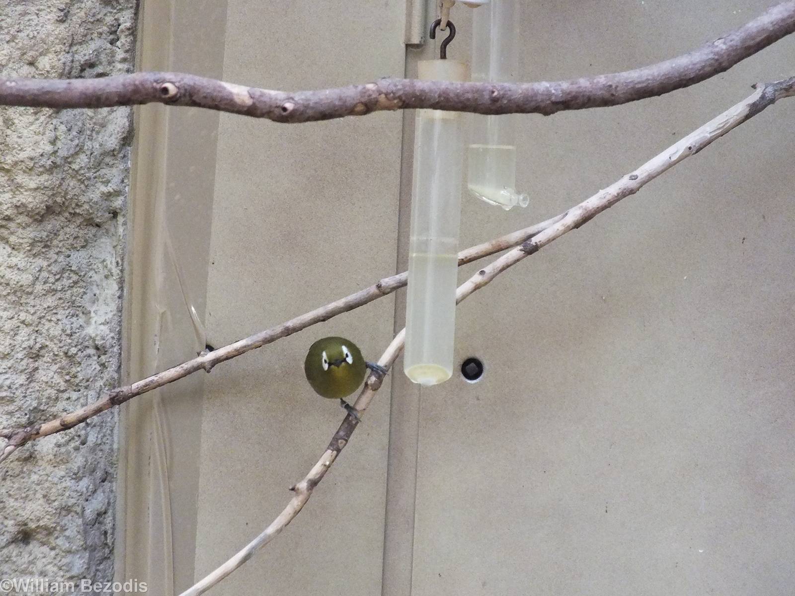 Kikuyu White-eye in African Savannah Section of Bird House