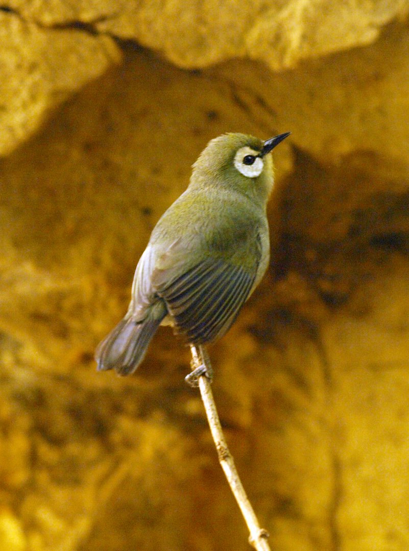 Kikuyu white-eye