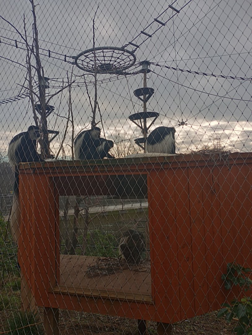 Kikyu guerezas in Monkey Valley