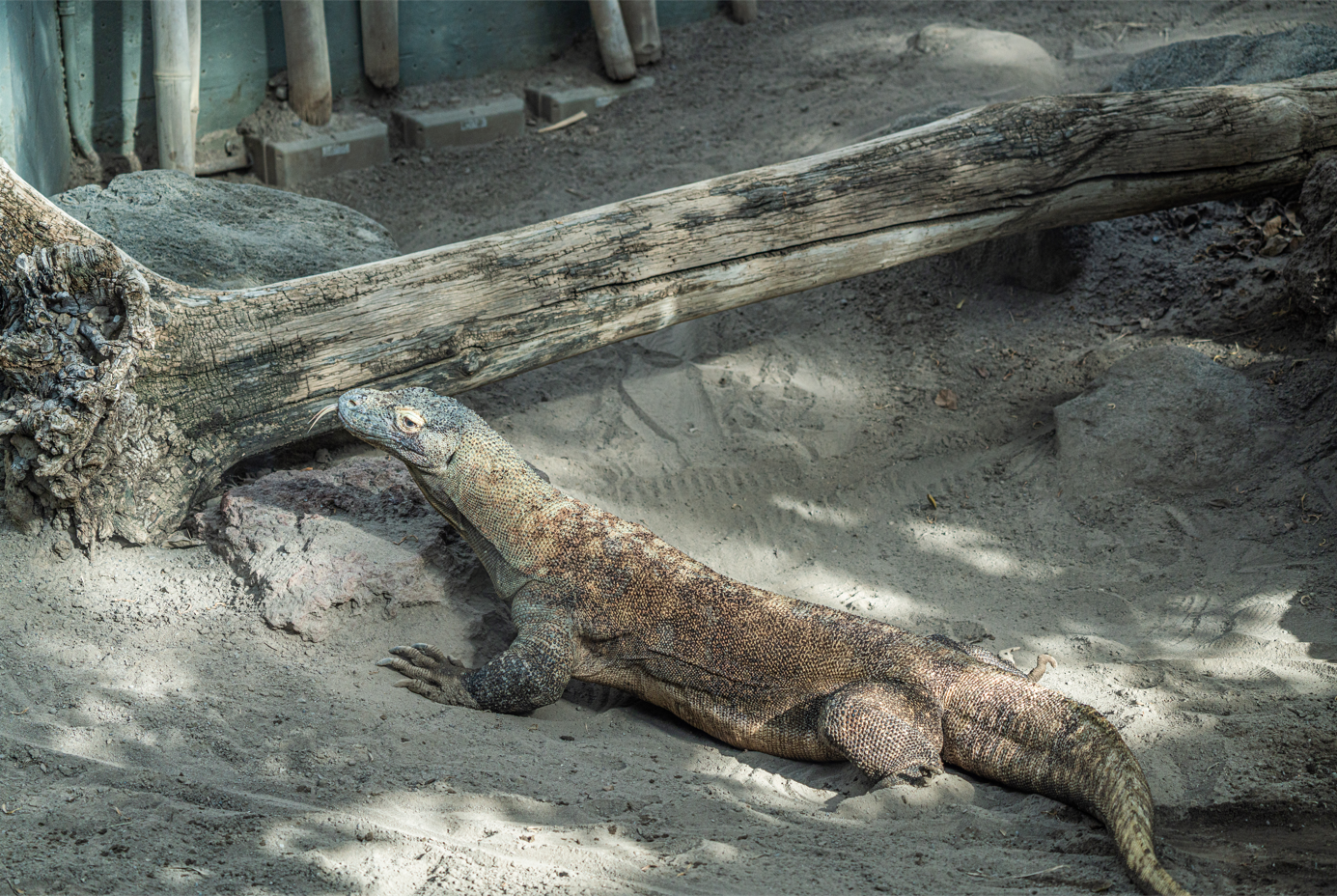 Kilat the male Komodo Dragon