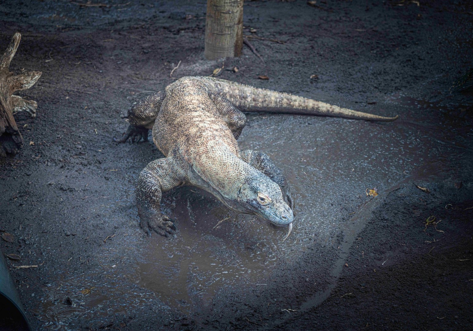 Kilat the male Komodo Dragon