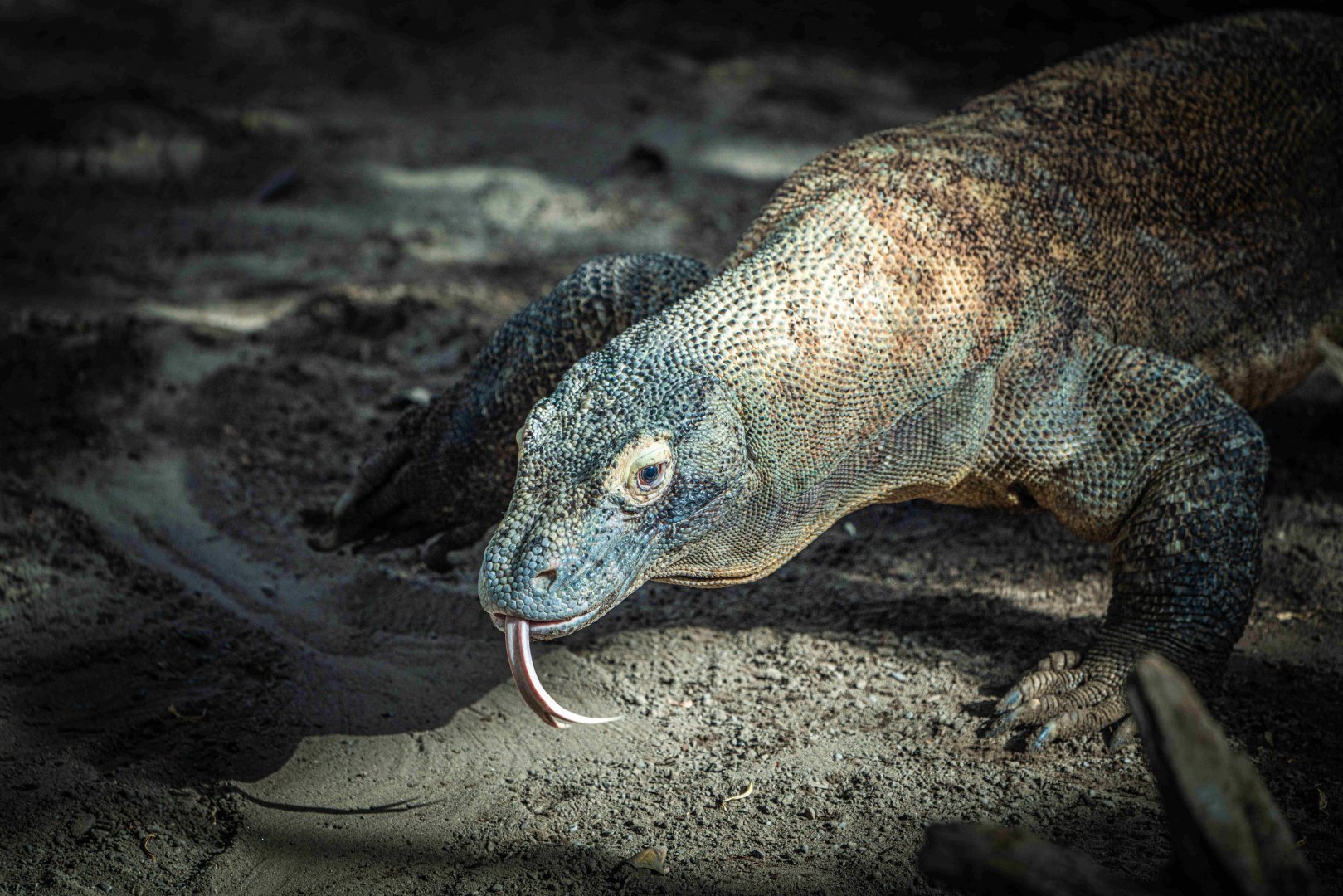 Kilat the male Komodo Dragon