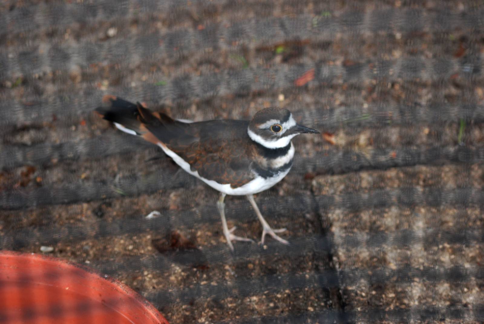 Kildeer at Peace River Wildlife Centre, 09/10/13