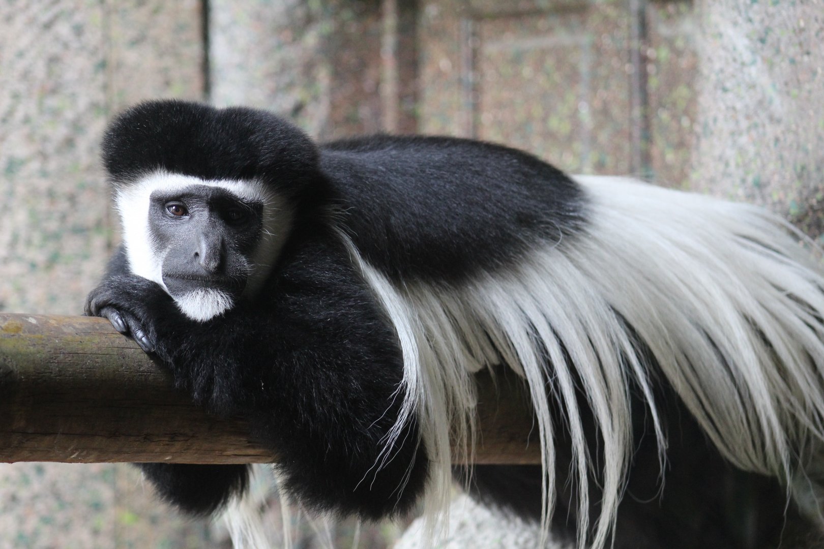 Kilimandjaro Black-and-White Colobus