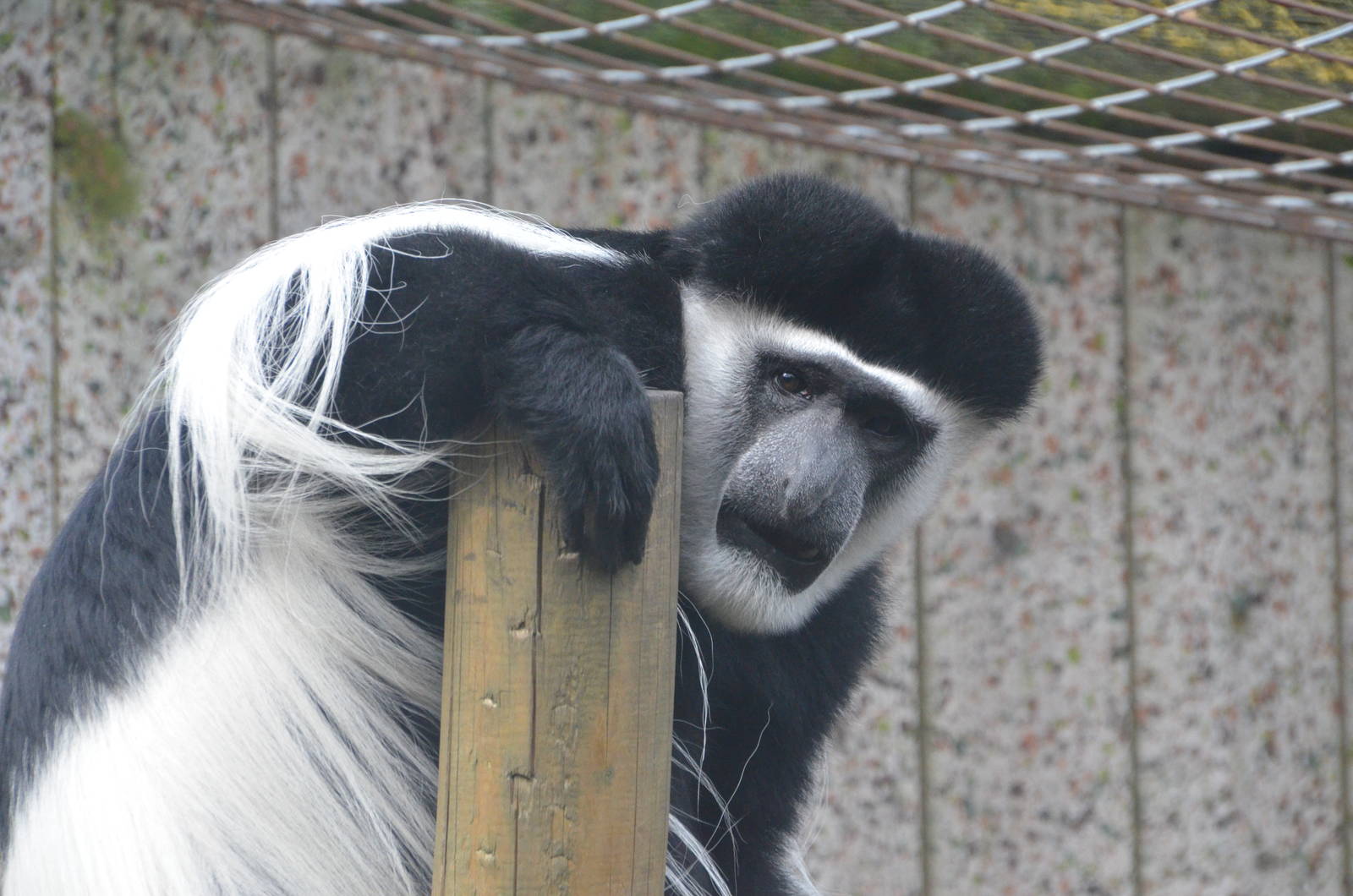 Kilimanjaro Colobus at Colchester, 13/08/16