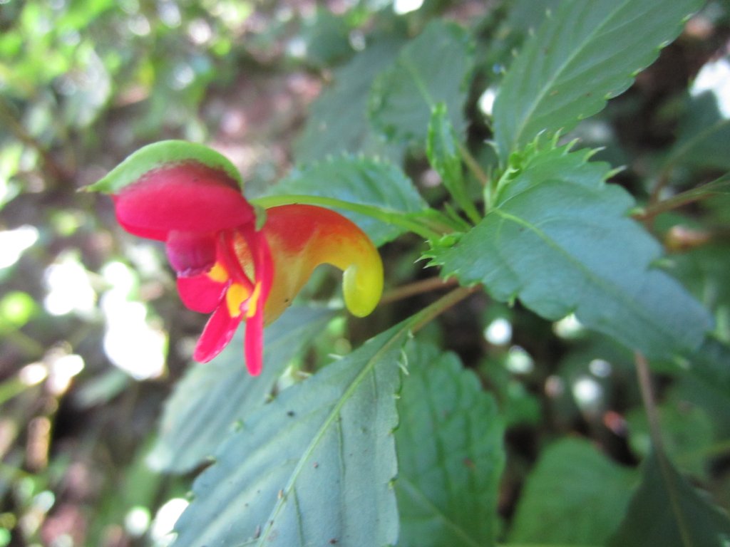 Kilimanjaro Impatiens