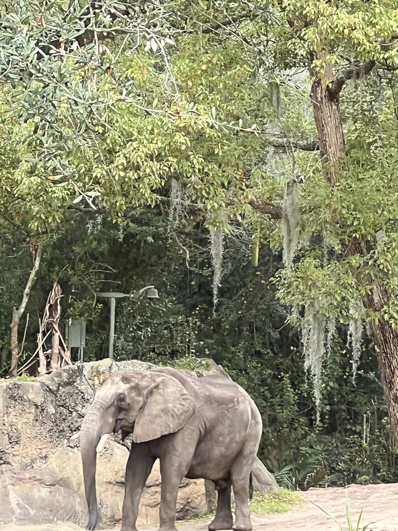 Kilimanjaro Safaris- African elephant- Mac