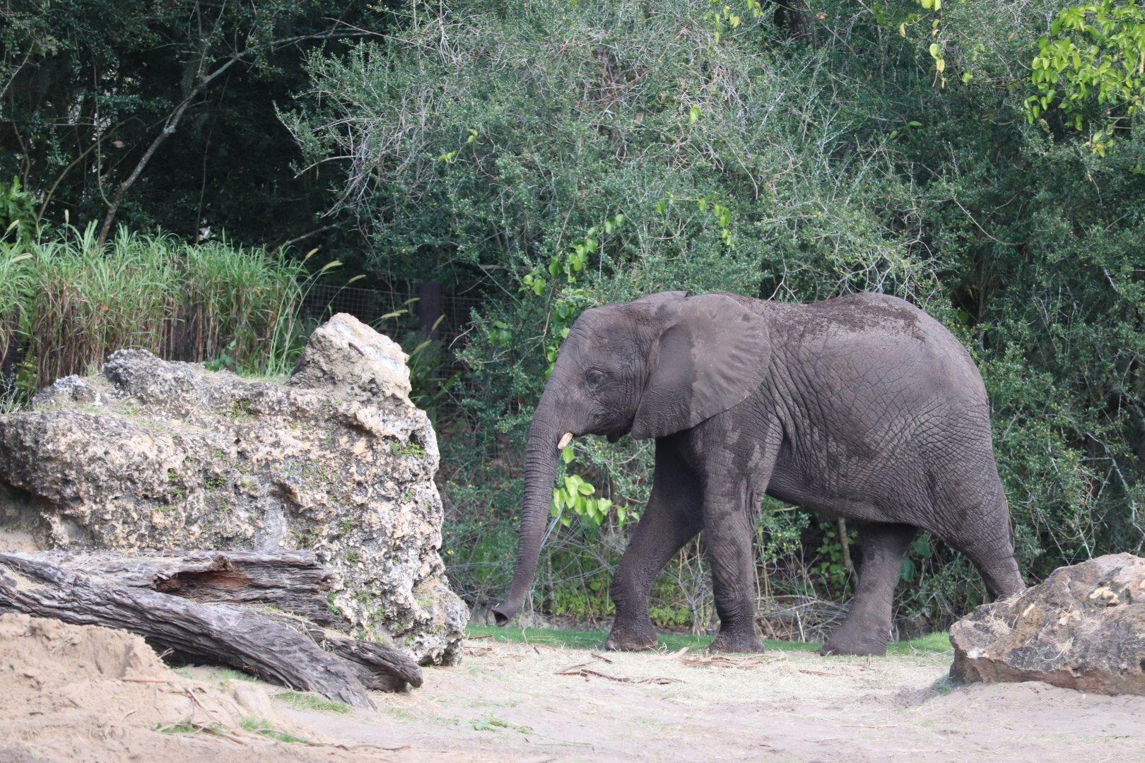 Kilimanjaro Safaris - African Elephant