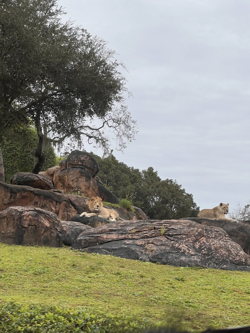 Kilimanjaro Safaris- African lion- Dakari- Kamari