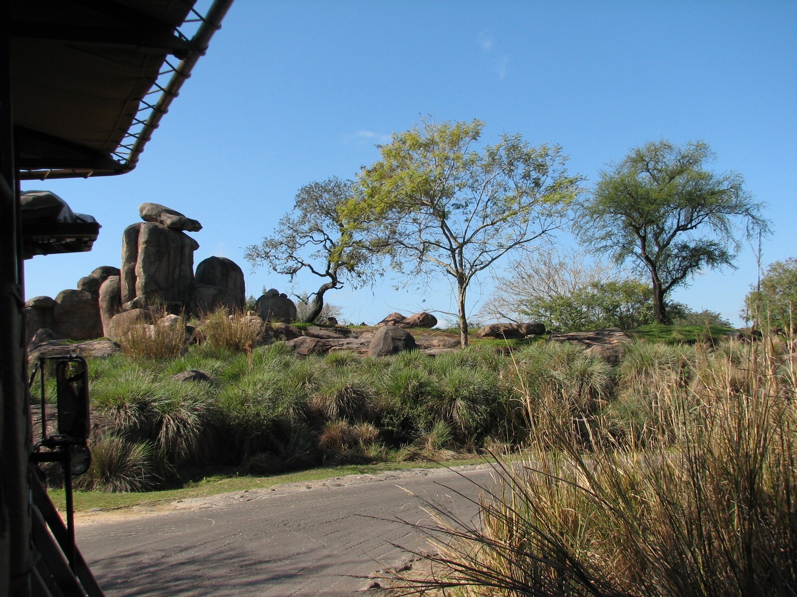 Kilimanjaro Safaris - African Lion Exhibit Viewed From White Rhino Savanna