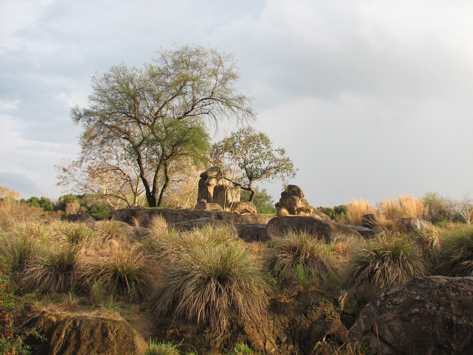 Kilimanjaro Safaris - African Lion Exhibit