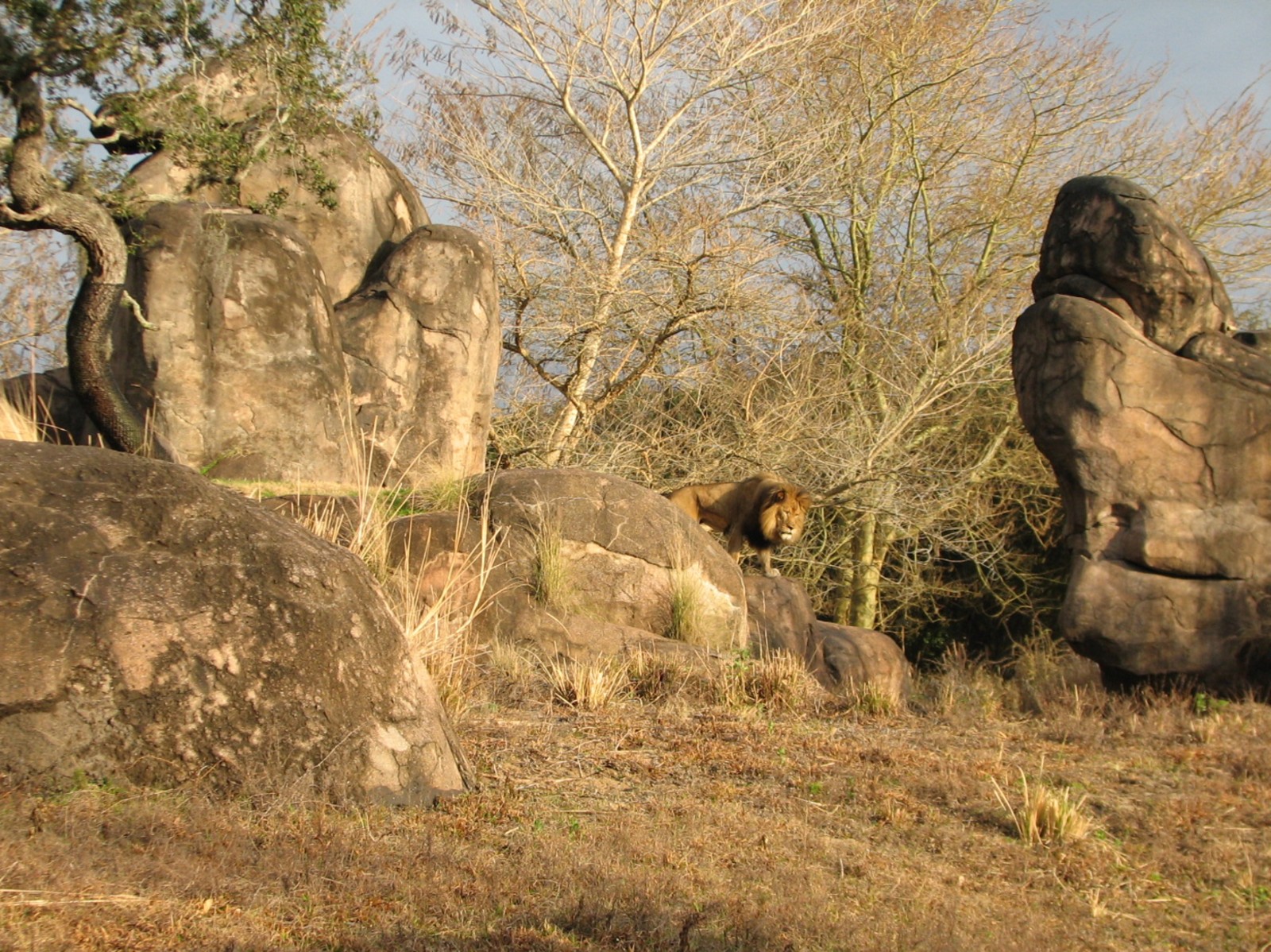 Kilimanjaro Safaris - African Lion Exhibit