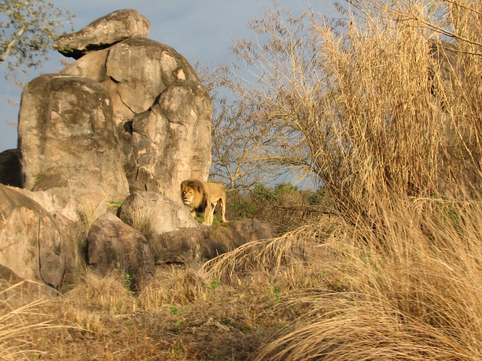 Kilimanjaro Safaris - African Lion Exhibit