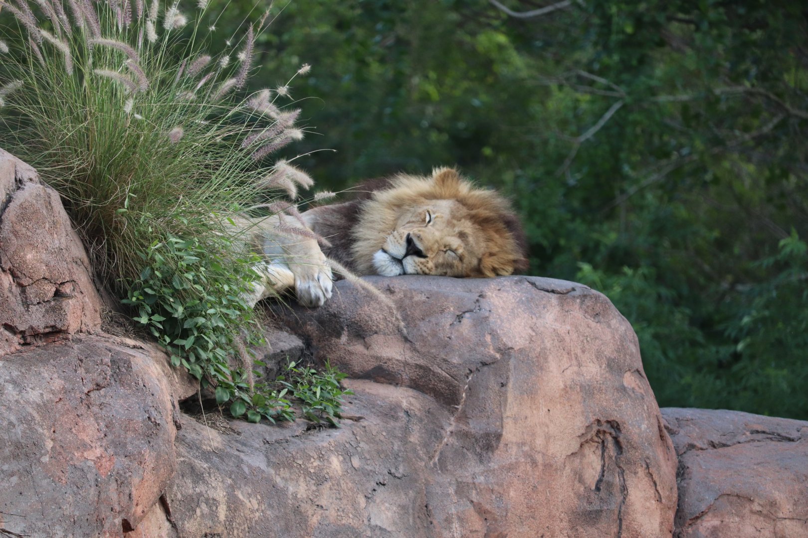 Kilimanjaro Safaris - African Lion