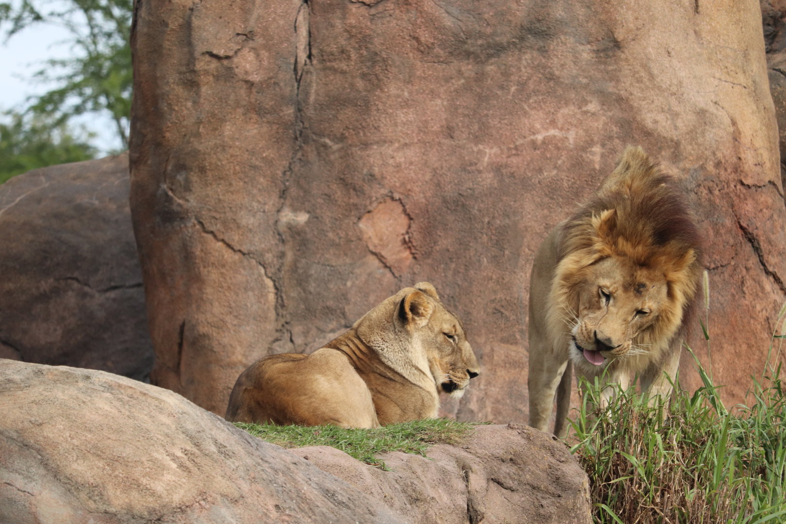 Kilimanjaro Safaris - African Lion