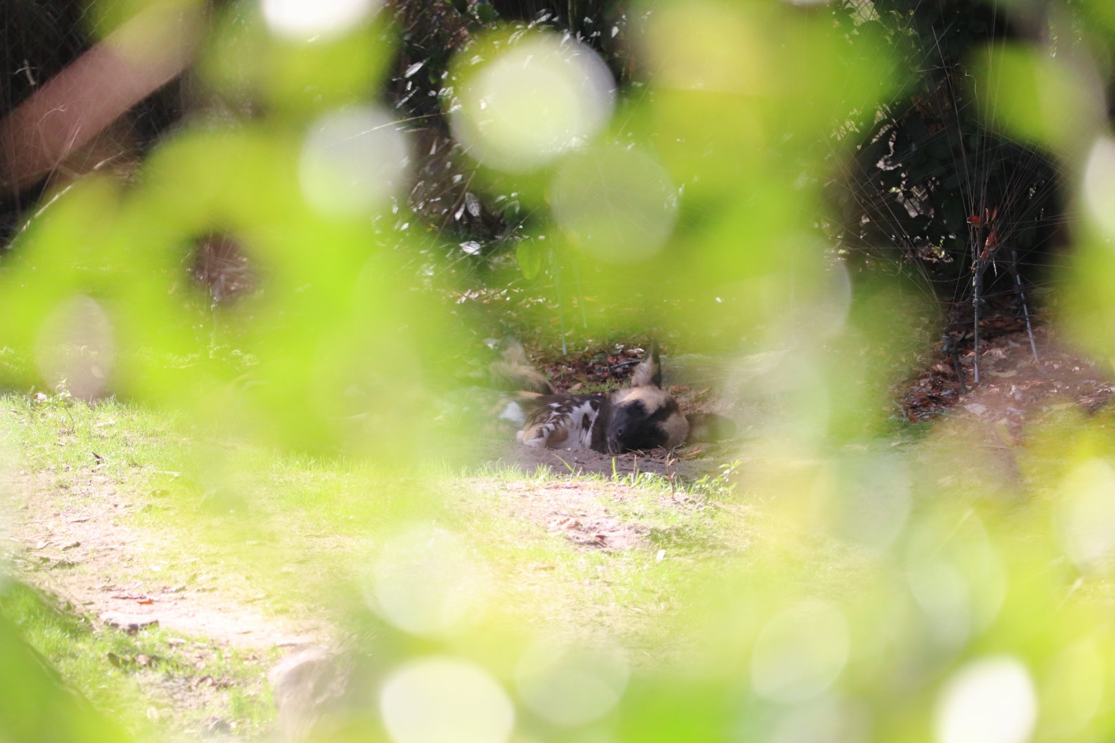 Kilimanjaro Safaris - African Wild Dog
