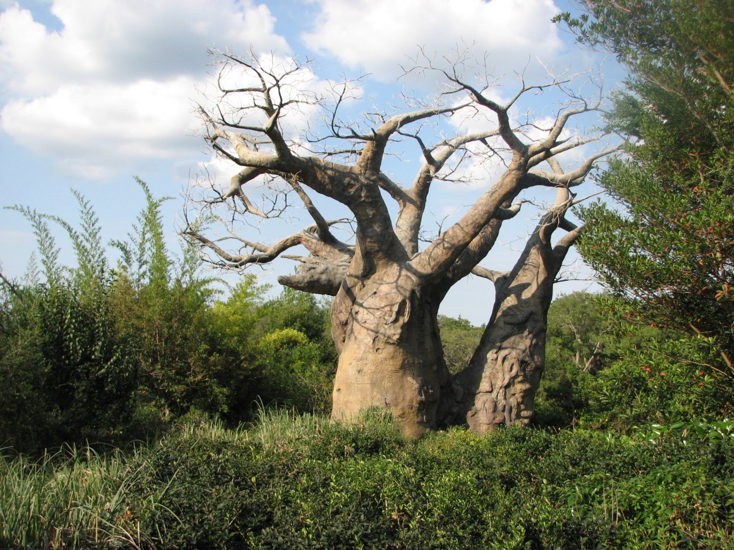 Kilimanjaro Safaris - Baobab Tree