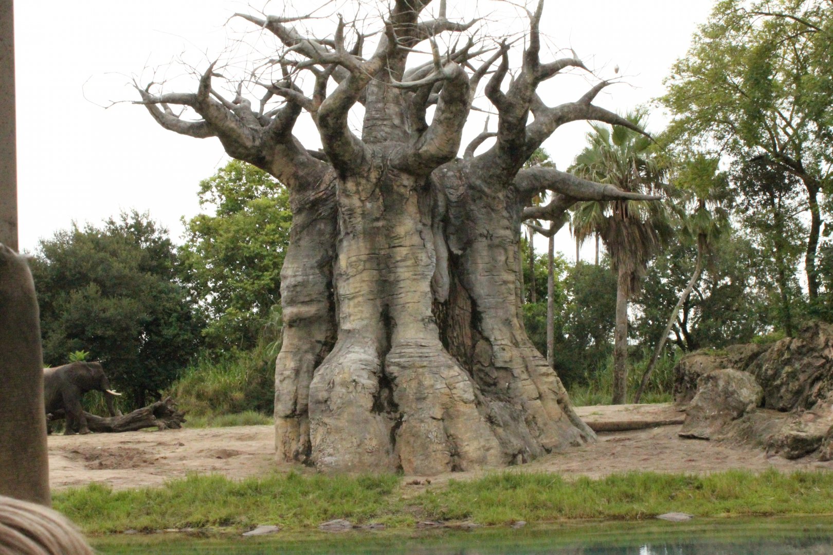 Kilimanjaro Safaris - Baobab Tree