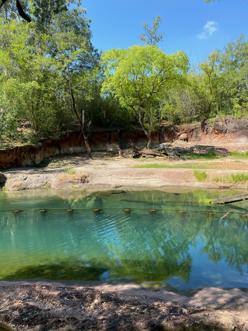 Kilimanjaro Safaris- Black Rhinoceros Exhibit